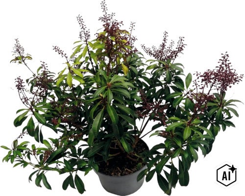 Pieris japonica en pot avec des feuilles vertes et des boutons floraux foncés. (Image AI modified or generated)