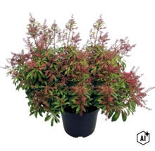 Andromède du Japon Pieris japonica avec des boutons floraux rougeâtres et des feuilles vertes dans un pot noir. (Image AI modified or generated)