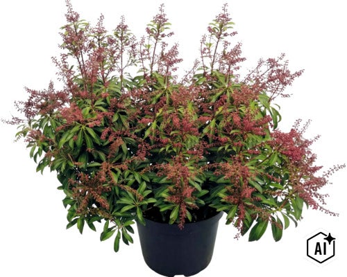 Andromède du Japon Pieris japonica avec des boutons floraux rougeâtres et des feuilles vertes dans un pot noir. (Image AI modified or generated)