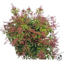 Andromède du Japon Pieris japonica avec des feuilles vertes et des panicules florales rougeâtres. (Image AI modified or generated)