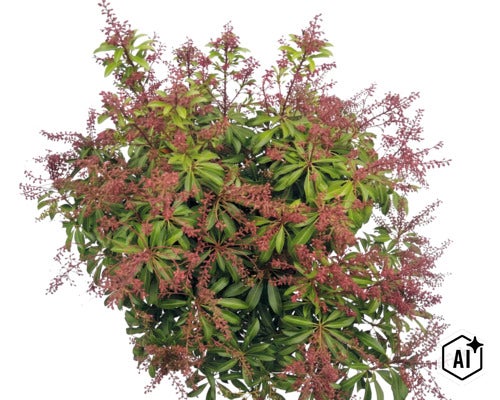 Andromède du Japon Pieris japonica avec des feuilles vertes et des panicules florales rougeâtres. (Image AI modified or generated)