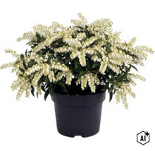 Pieris japonica avec des grappes de fleurs blanches et des feuilles vertes dans un pot en plastique noir. (Image AI modified or generated)