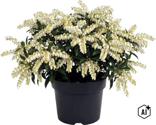 Pieris japonica avec des grappes de fleurs blanches et des feuilles vertes dans un pot en plastique noir. (Image AI modified or generated)