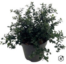 Kriechende Säckelblume FloraSelf Ceanothus thyrsiflorus var. Repens Co 5 L (Image AI modified or generated)