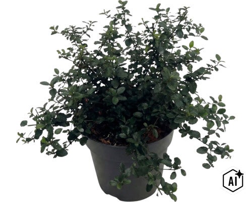 Kriechende Säckelblume FloraSelf Ceanothus thyrsiflorus var. Repens Co 5 L (Image AI modified or generated)