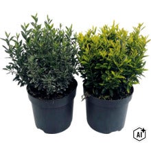 Fusain du Japon à petites feuilles FloraSelf Euonymus japonicus 'Microphyllus' Co 2 l (Image AI modified or generated)