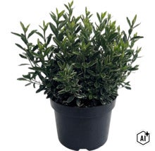 Fusain du Japon à petites feuilles FloraSelf Euonymus japonicus 'Microphyllus' Co 2 l (Image AI modified or generated)