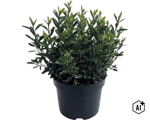 Fusain du Japon à petites feuilles FloraSelf Euonymus japonicus 'Microphyllus' Co 2 l (Image AI modified or generated)