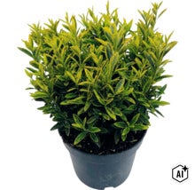 Fusain du Japon à petites feuilles FloraSelf Euonymus japonicus 'Microphyllus' Co 2 l (Image AI modified or generated)
