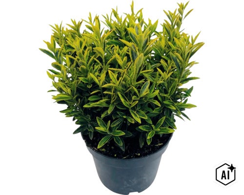 Fusain du Japon à petites feuilles FloraSelf Euonymus japonicus 'Microphyllus' Co 2 l (Image AI modified or generated)