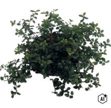Kriechende Säckelblume FloraSelf Ceanothus thyrsiflorus var. Repens Co 5 L (Image AI modified or generated)