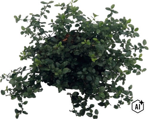 Kriechende Säckelblume FloraSelf Ceanothus thyrsiflorus var. Repens Co 5 L (Image AI modified or generated)