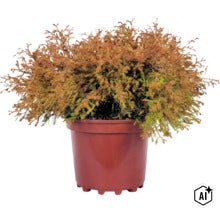 Thuja orange Fire Chief FloraSelf Thuja occidentalis 'Fire Chief' ® EU-S Co 3 L (Image AI modified or generated)