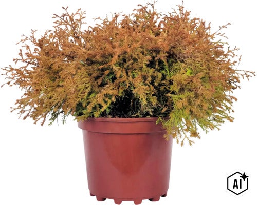 Thuja orange Fire Chief FloraSelf Thuja occidentalis 'Fire Chief' ® EU-S Co 3 L (Image AI modified or generated)