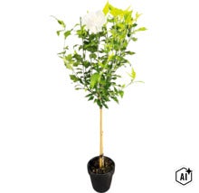 Garteneibisch Stamm FloraSelf Hibiscus syriacus 'White Chiffon' Stammhöhe 50 cm Co 3 L halbgefüllte Blüten (Image AI modified or generated)