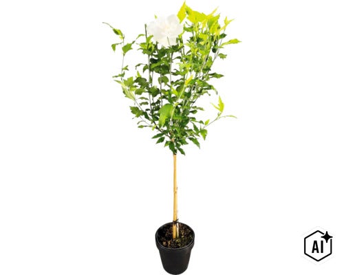 Garteneibisch Stamm FloraSelf Hibiscus syriacus 'White Chiffon' Stammhöhe 50 cm Co 3 L halbgefüllte Blüten (Image AI modified or generated)