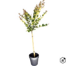 Toskana-Flieder, Indischer Flieder Stamm FloraSelf Lagerstroemia indica 'With Love® Eternal' Stammhöhe 50 cm Co 3 L (Image AI modified or generated)