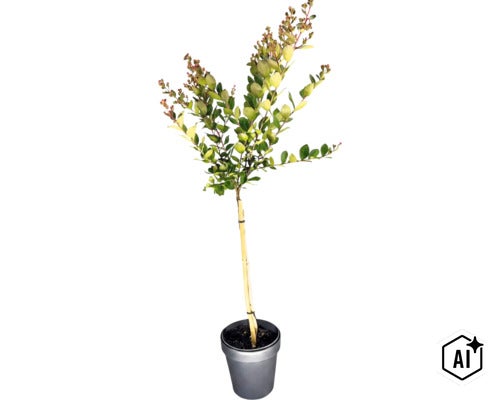 Toskana-Flieder, Indischer Flieder Stamm FloraSelf Lagerstroemia indica 'With Love® Eternal' Stammhöhe 50 cm Co 3 L (Image AI modified or generated)