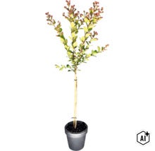 Toskana-Flieder, Indischer Flieder Stamm FloraSelf Lagerstroemia indica 'With Love® Kiss' Stammhöhe 50 cm Co 3 L (Image AI modified or generated)