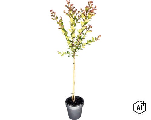 Toskana-Flieder, Indischer Flieder Stamm FloraSelf Lagerstroemia indica 'With Love® Kiss' Stammhöhe 50 cm Co 3 L (Image AI modified or generated)
