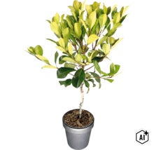 Japanische Weißdolde Stamm FloraSelf Rhaphiolepis umbellata Stammhöhe 50 cm Co 3 L, duftend (Image AI modified or generated)