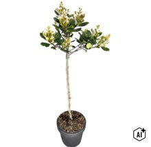 Japanische Weißdolde Stamm FloraSelf Rhaphiolepis umbellata Stammhöhe 50 cm Co 3 L, duftend (Image AI modified or generated)