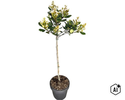 Japanische Weißdolde Stamm FloraSelf Rhaphiolepis umbellata Stammhöhe 50 cm Co 3 L, duftend (Image AI modified or generated)