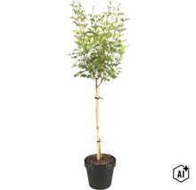 Zwerg-Flieder Stamm FloraSelf Syringa meyeri Flowerfesta 'Purple' Stammhöhe 50 cm Co 3 L (Image AI modified or generated)