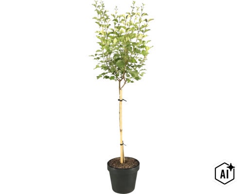 Zwerg-Flieder Stamm FloraSelf Syringa meyeri Flowerfesta 'Purple' Stammhöhe 50 cm Co 3 L (Image AI modified or generated)