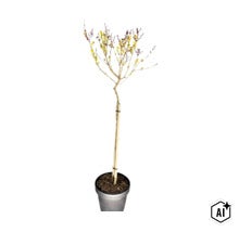 Zwerg-Flieder Stamm FloraSelf Syringa meyeri Flowerfesta 'Purple' Stammhöhe 50 cm Co 3 L (Image AI modified or generated)