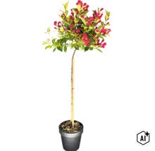 Zwerg-Weigelie Stamm FloraSelf Weigela florida 'All Summer Red' Stammhöhe 50 cm Co 3 L (Image AI modified or generated)