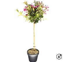 Zwerg-Weigelie Stamm FloraSelf Weigela florida 'Minuet' Stammhöhe 50 cm Co 3 L (Image AI modified or generated)
