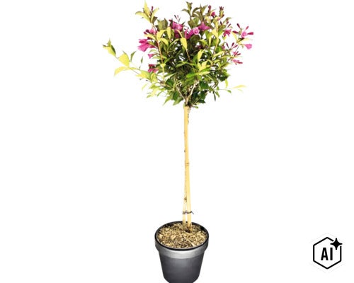 Zwerg-Weigelie Stamm FloraSelf Weigela florida 'Minuet' Stammhöhe 50 cm Co 3 L (Image AI modified or generated)