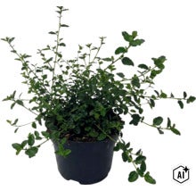 Céanothe rampante FloraSelf Ceanothus thyrsiflorus var. Repens h 20-30 cm Co 2 l (Image AI modified or generated)