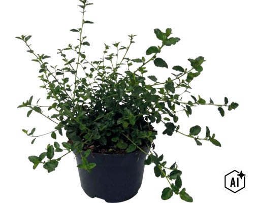 Céanothe rampante FloraSelf Ceanothus thyrsiflorus var. Repens h 20-30 cm Co 2 l (Image AI modified or generated)