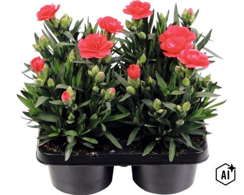 Gartennelke 4-er Pack FloraSelf Dianthus caryophyllus 'Oscar'®, versch. Farben (Image AI modified or generated)