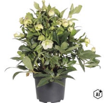 Schneerose 'Winterbells' FloraSelf Helleborus 'Winterbell' Ø 17 cm Topf (Image AI modified or generated)