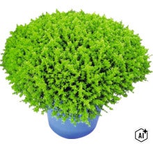 Véronique arbustive XXL FloraSelf Hebe armstrongii 'GreenBoys' pot Ø 17 cm (Image AI modified or generated)
