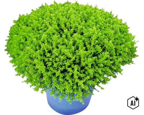 Véronique arbustive XXL FloraSelf Hebe armstrongii 'GreenBoys' pot Ø 17 cm (Image AI modified or generated)