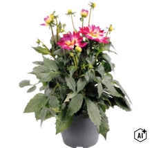 Dahlia FloraSelf Dahlia x Hybride pot Ø 23 cm (Image AI modified or generated)