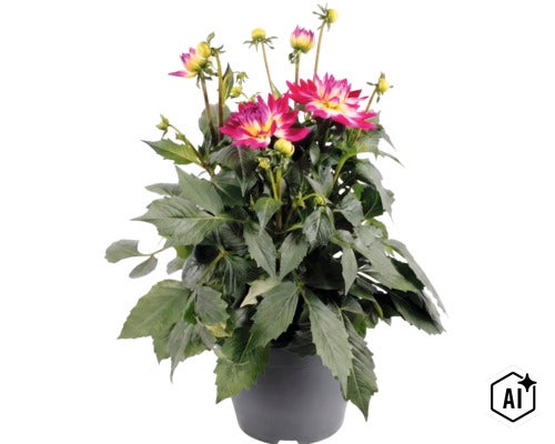 Dahlia FloraSelf Dahlia x Hybride pot Ø 23 cm (Image AI modified or generated)
