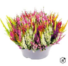 FloraSelf Knospenheide, Calluna, Sommerheide, Knospenblüherheide, Besenheide, Heidekraut Calluna vulgaris 'Beauty Ladies' Mosaica Ø 23 cm (Image AI modified or generated)