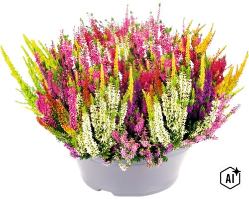 FloraSelf Knospenheide, Calluna, Sommerheide, Knospenblüherheide, Besenheide, Heidekraut Calluna vulgaris 'Beauty Ladies' Mosaica Ø 23 cm (Image AI modified or generated)