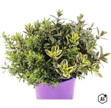 Véronique arbustive FloraSelf Hebe andersonii 'Kiwi Quatro' pot Ø 23 cm (Image AI modified or generated)