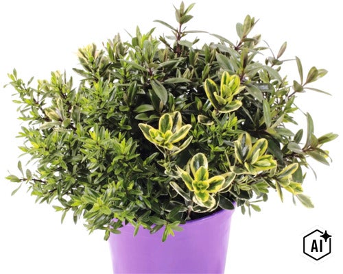 Véronique arbustive FloraSelf Hebe andersonii 'Kiwi Quatro' pot Ø 23 cm (Image AI modified or generated)