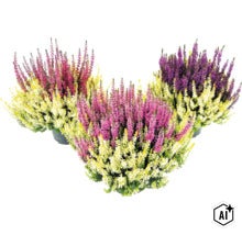Callunes FloraSelf Calluna vulgaris 'Beauty Ladies Colour Crown' Ø pot 13 cm (Image AI modified or generated)
