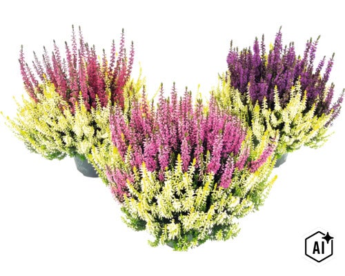 Callunes FloraSelf Calluna vulgaris 'Beauty Ladies Colour Crown' Ø pot 13 cm (Image AI modified or generated)