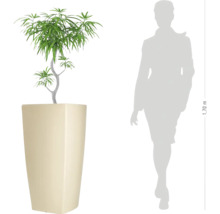 Plante d'intérieur à feuilles étroites dans un pot carré haut pour comparer la taille à côté d'une silhouette humaine.