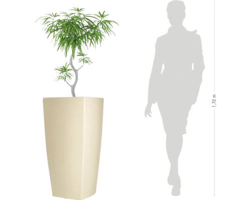 Plante d'intérieur à feuilles étroites dans un pot carré haut pour comparer la taille à côté d'une silhouette humaine.