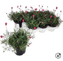 Marokko-Kamille (Rhodanthemum) mit rosa Blüten im Topf, im Hintergrund eine Tragepalette mit fünf weiteren Töpfen. (Image AI modified or generated)